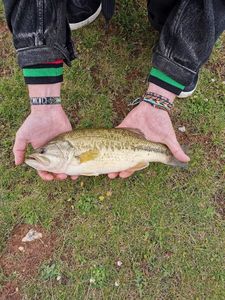 Largemouth Bass