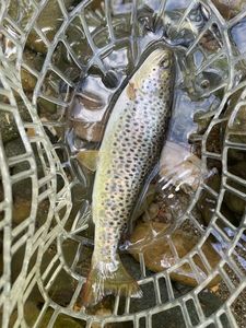 Brown Trout