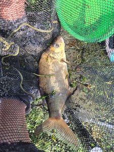 Common Bream