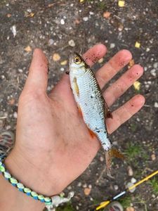 Roach