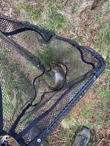 Rainbow Trout