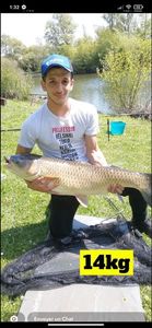 Grass Carp