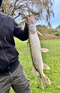 Northern Pike