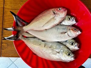 Gilthead Seabream