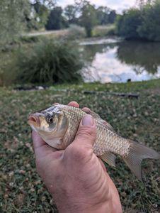 Crucian Carp