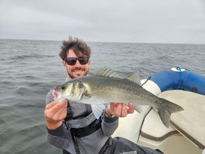 European Bass (Seabass)