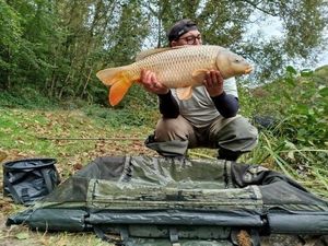 Common Carp