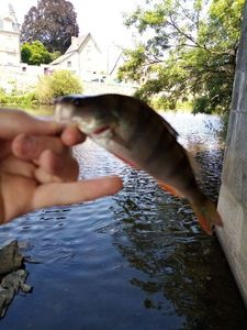 European Perch