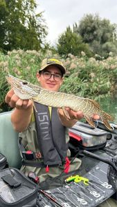 Northern Pike