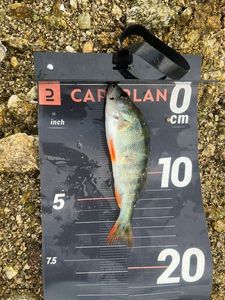 European Perch