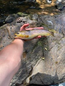 Brown Trout