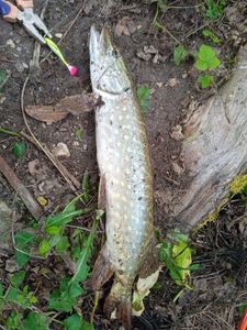 Northern Pike
