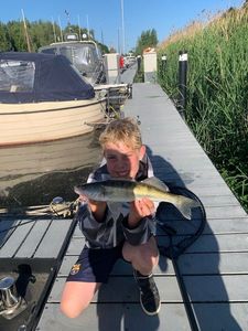 Zander
