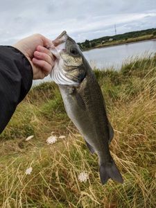 European Bass (Seabass)