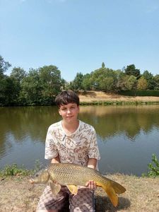 Common Carp