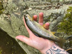 Brown Trout