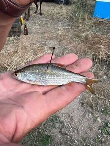 Roach