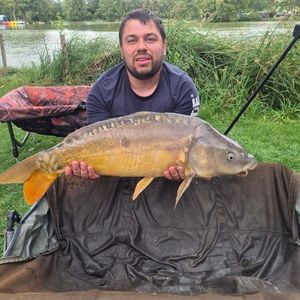 Mirror Carp