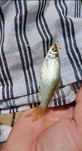 Roach