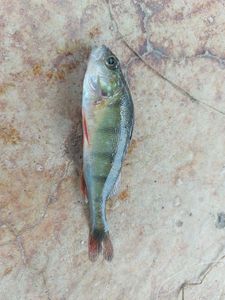 European Perch