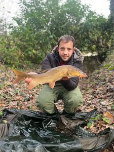 Barbel