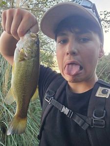 Largemouth Bass