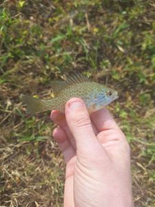 Green Sunfish