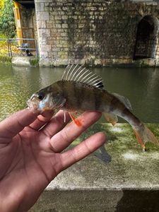 European Perch