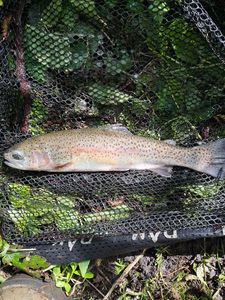 Rainbow Trout