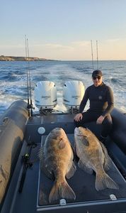 Gag Grouper