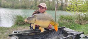 Mirror Carp