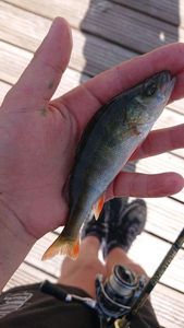 European Perch