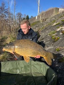 Common Carp