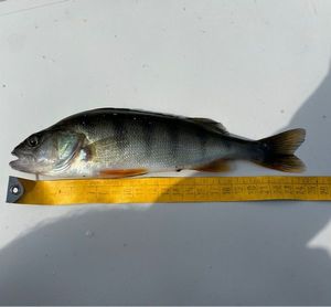 European Perch