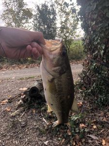 Smallmouth Bass