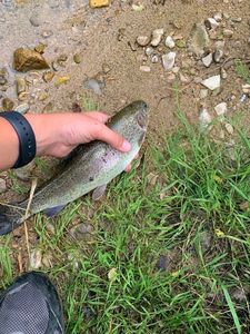 Rainbow Trout