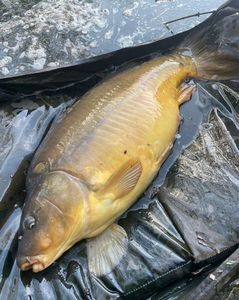 Mirror Carp