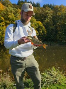 Yellow Perch