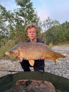 Common Carp