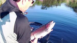 Rainbow Trout