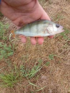 European Perch