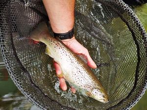 Brown Trout
