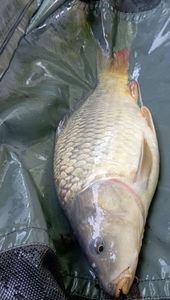 Common Carp
