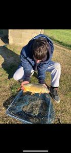 Mirror Carp
