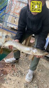 Northern Pike