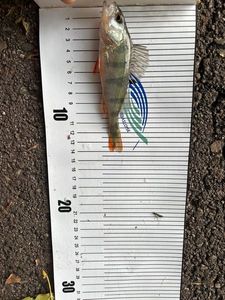 European Perch