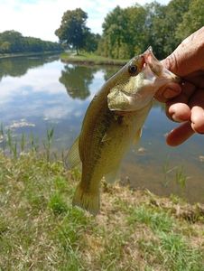 Largemouth Bass