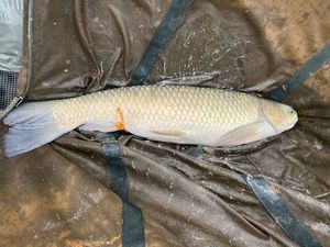 Grass Carp