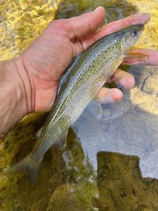 Grayling