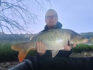 Common Carp
